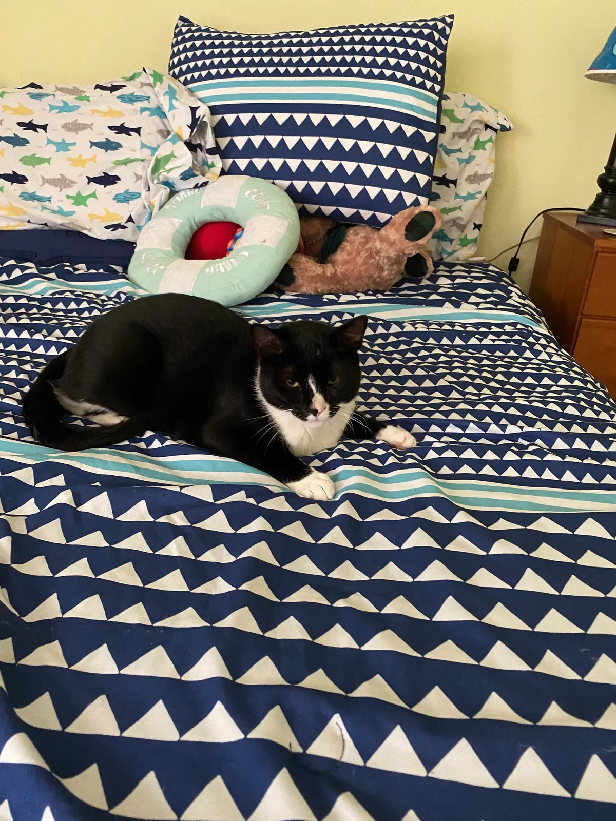 Lost cat in Saint Johns, FL, 32259