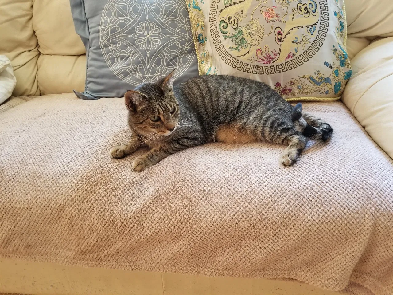Lost cat in Seattle, WA, 98125