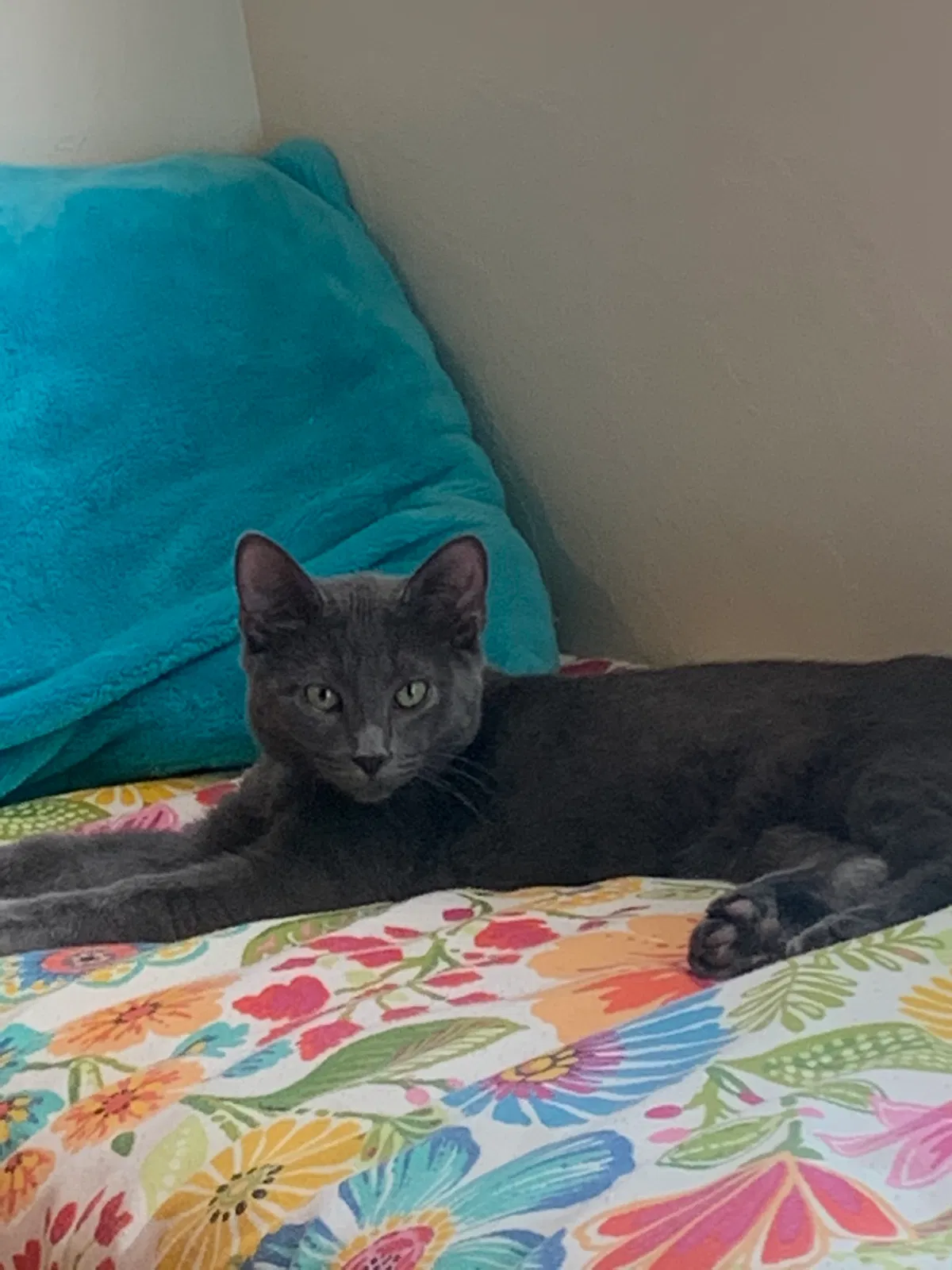 Lost cat in Albuquerque, NM, 87120