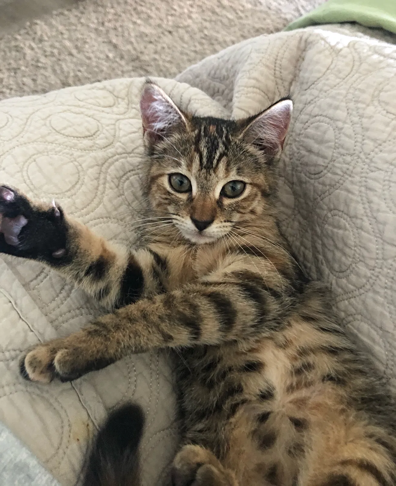 Lost cat in Bonita Springs, FL, 34134