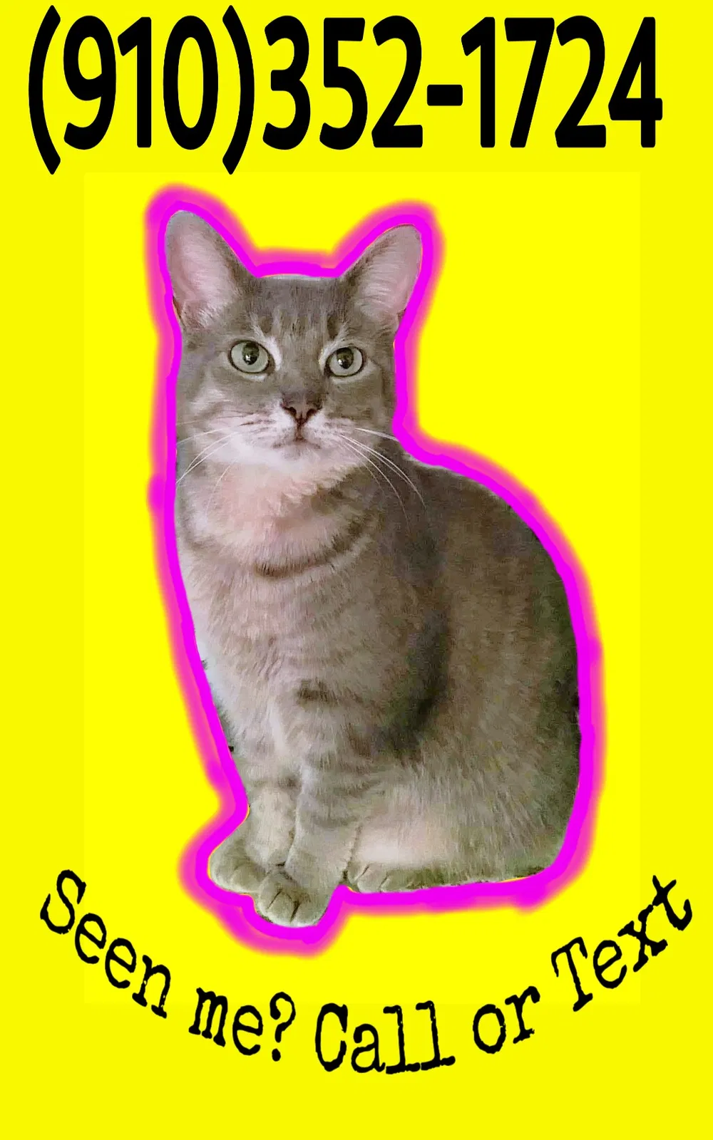 Lost cat in Wilmington, NC, 28411