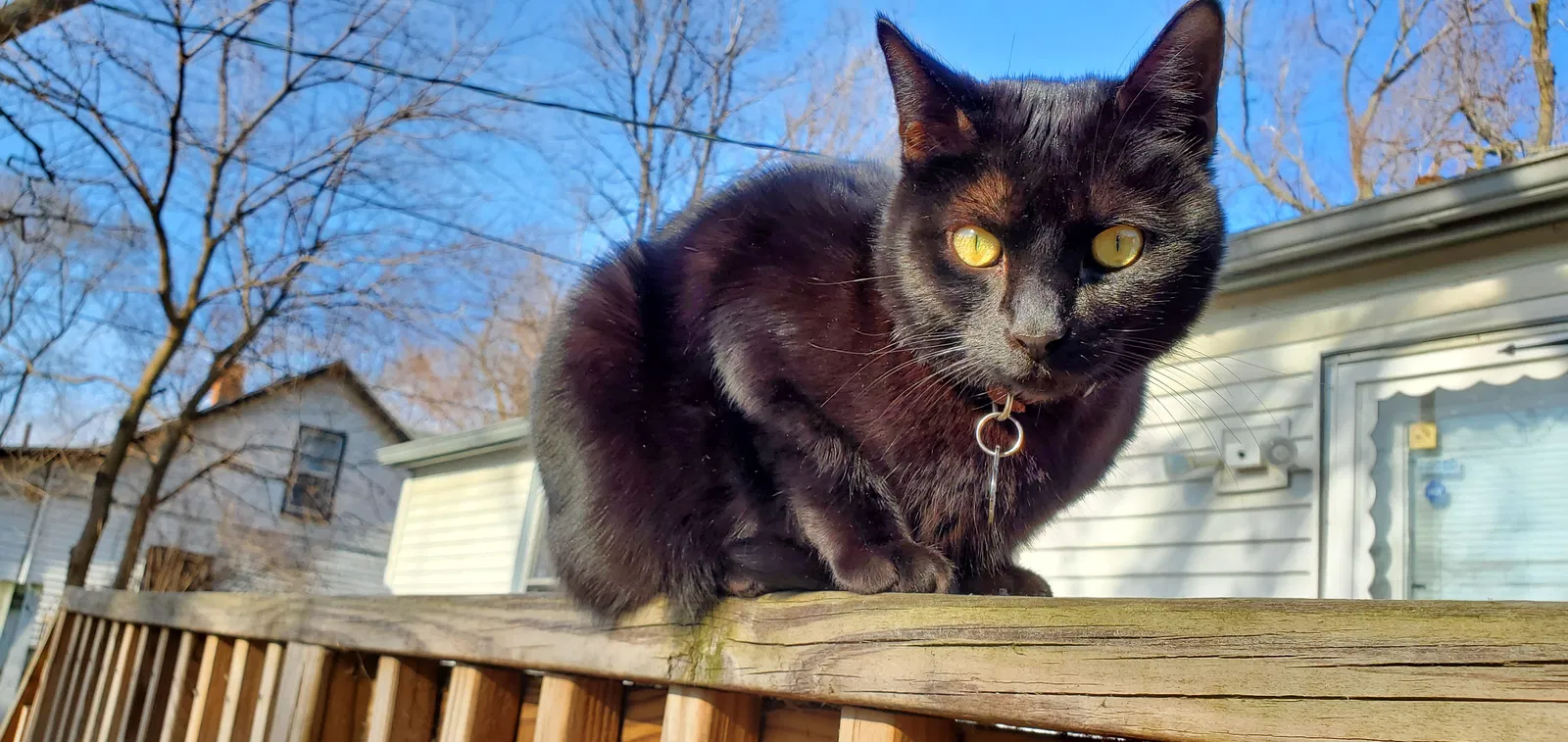 Lost cat in Westland, MI, 48185