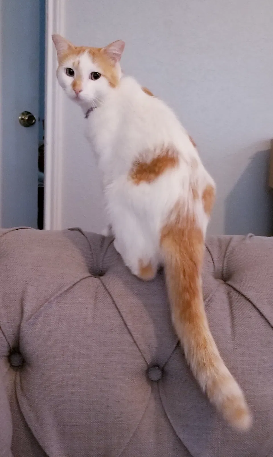 Lost cat in Pharr, TX, 78577