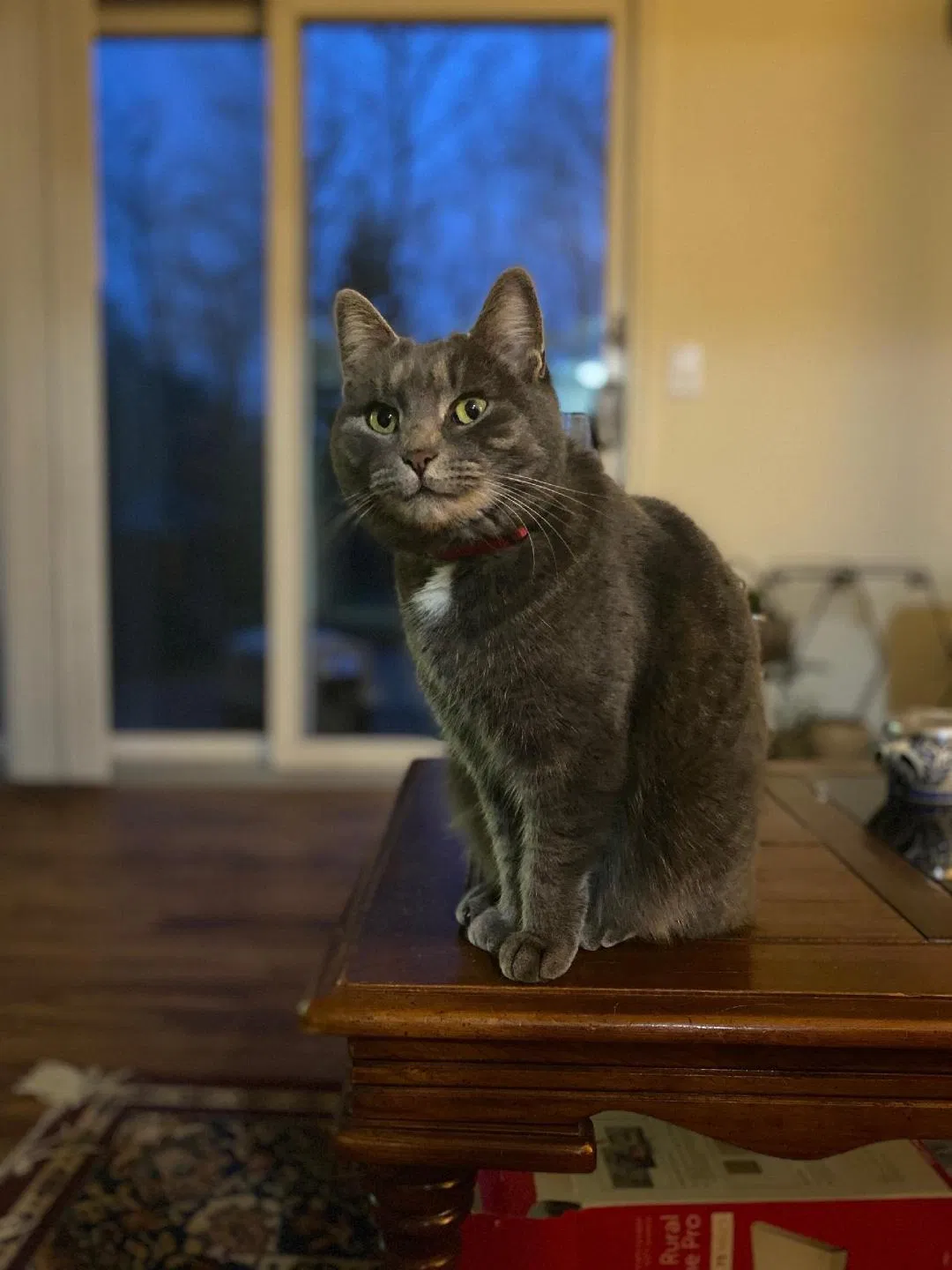 Lost cat in Rochester, NY, 14610