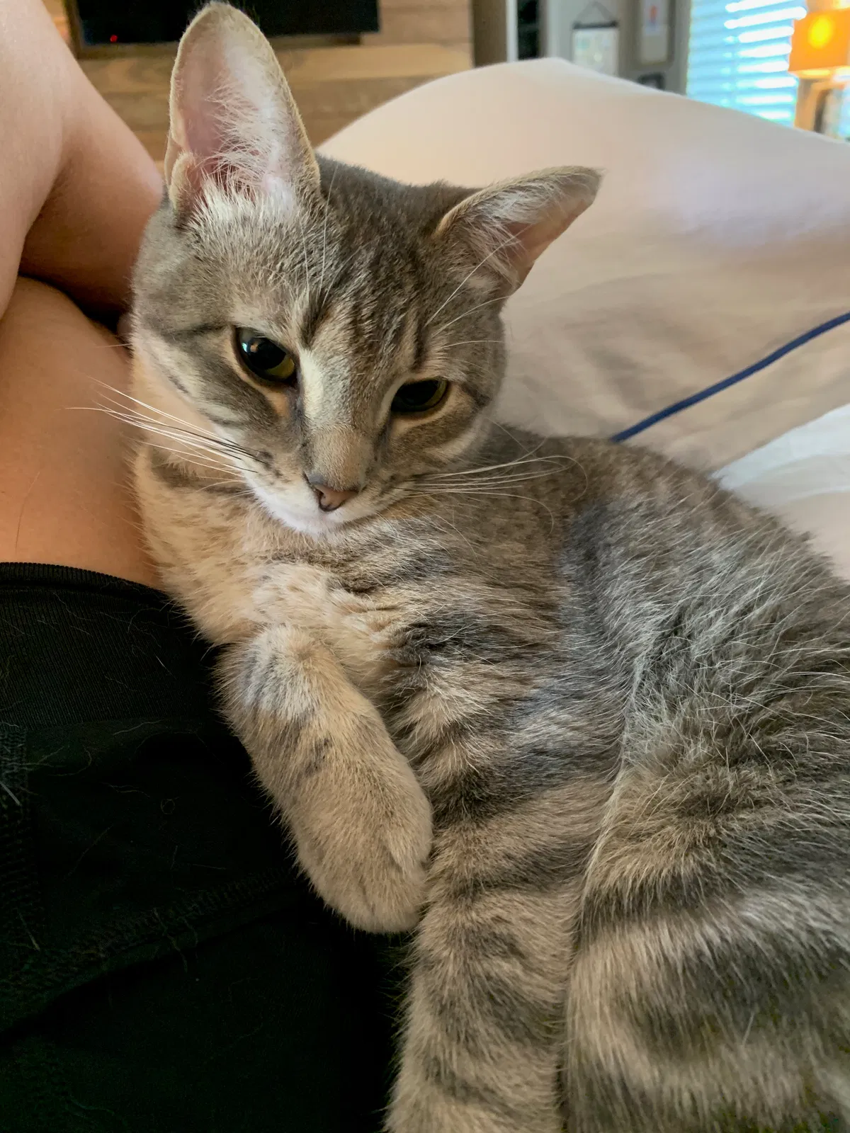 Lost cat in Austin, TX, 78703