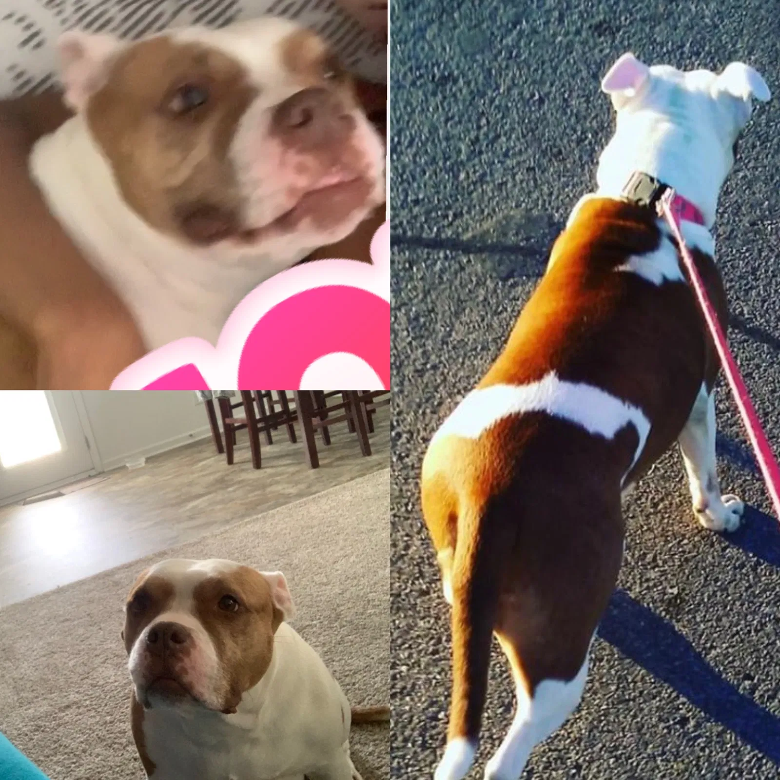 Lost dog in Indianapolis, IN, 46217