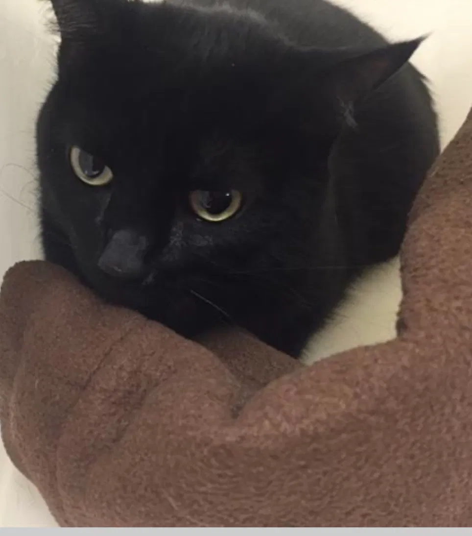 Lost cat in Milwaukee, WI, 53220