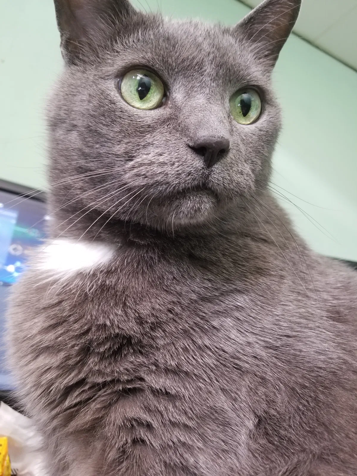 Lost cat in Schofield, WI, 54476