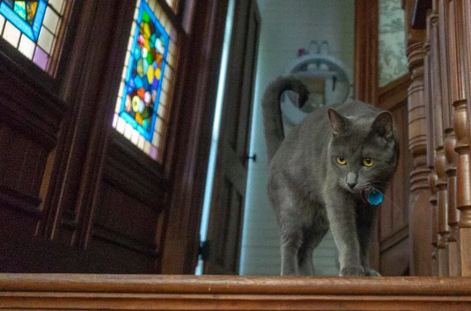 Lost cat in Fernandina Beach, FL, 32034