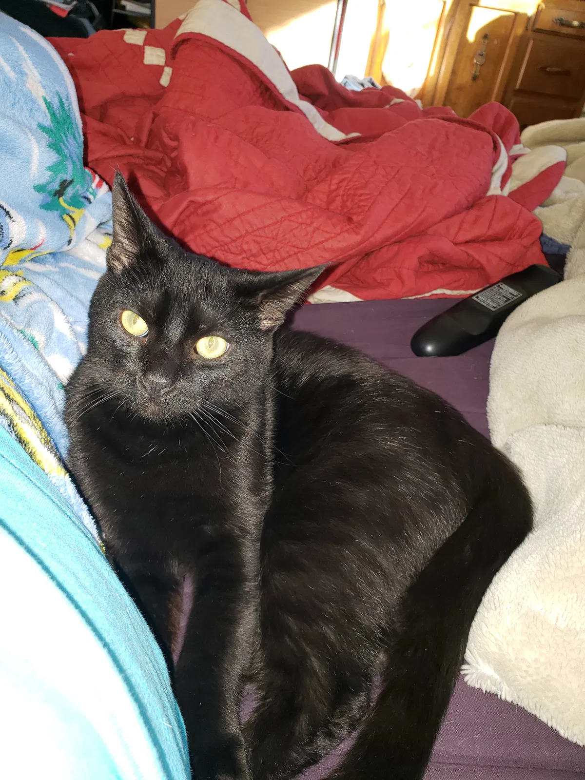 Lost cat in Troutdale, OR, 97060