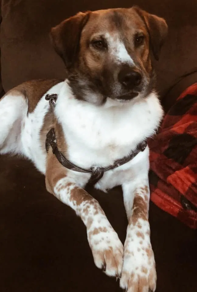 Lost dog in Lynchburg, VA, 24503