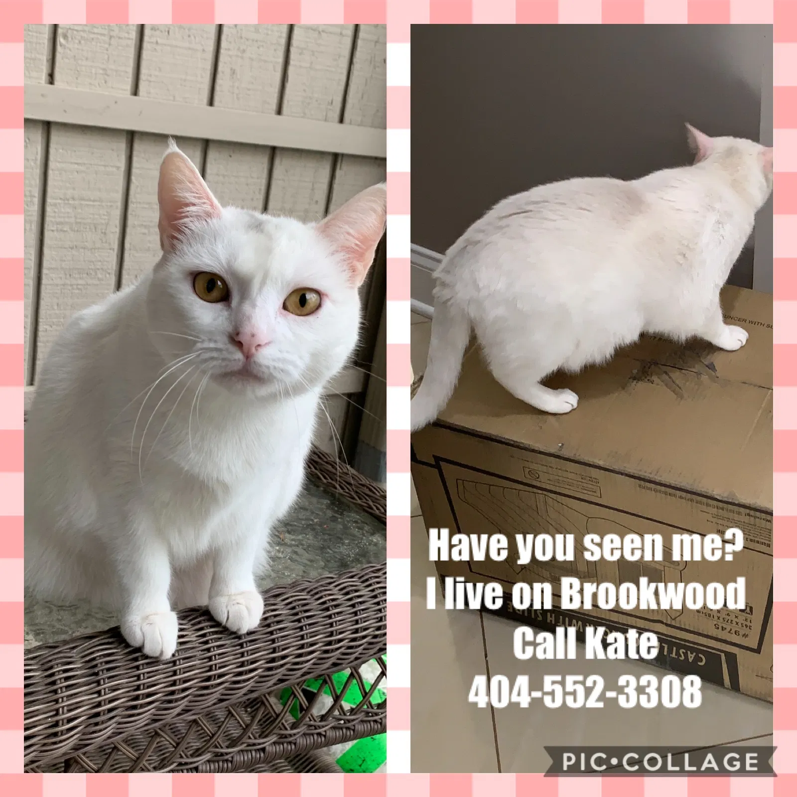 Lost cat in Norcross, GA, 30092