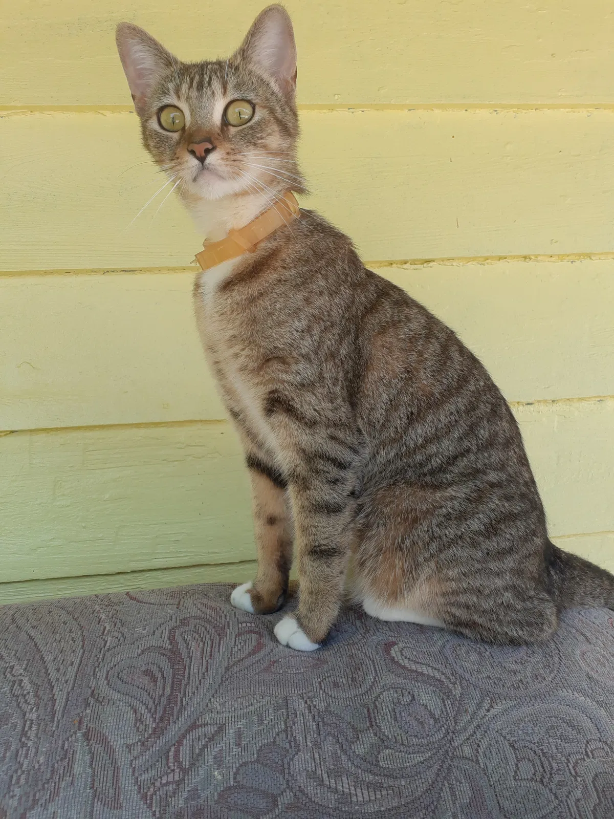 Lost cat in Saint Petersburg, FL, 33712