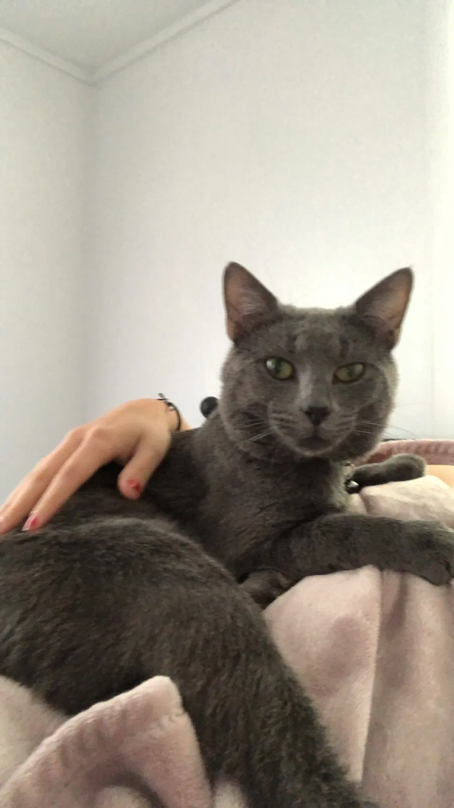 Lost cat in Morgantown, WV, 26505