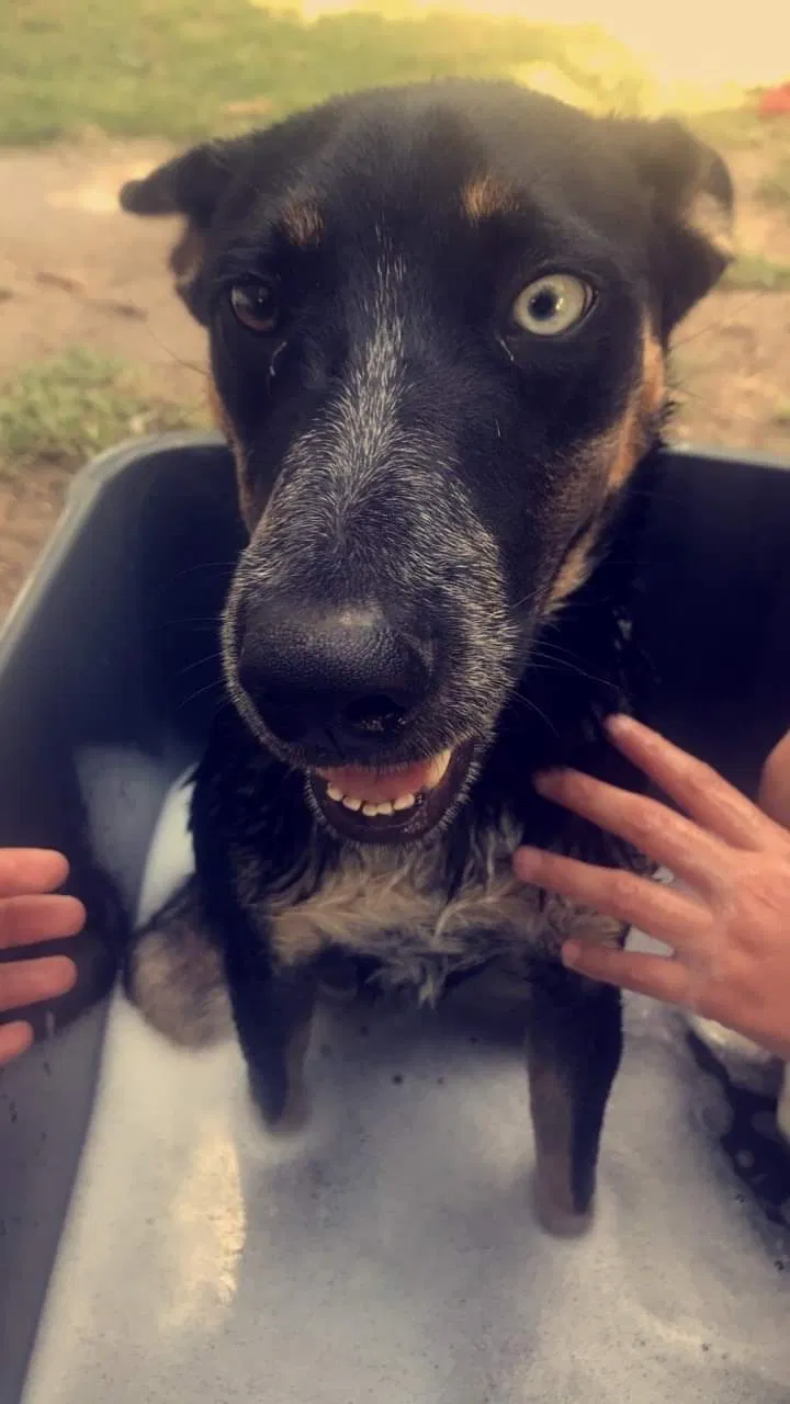 Lost dog in San Angelo, TX, 76903