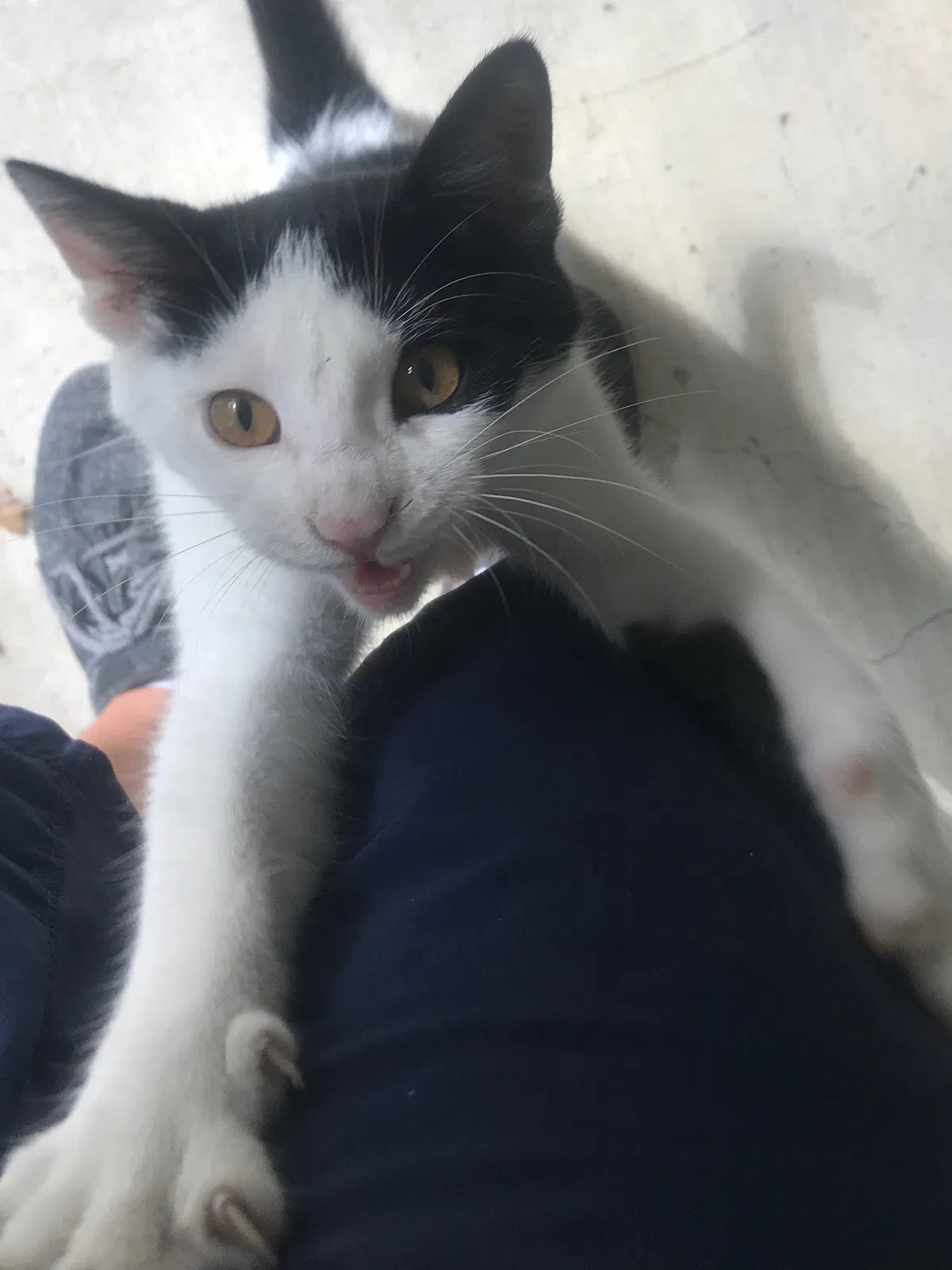 Lost cat in Madison, MS, 39110