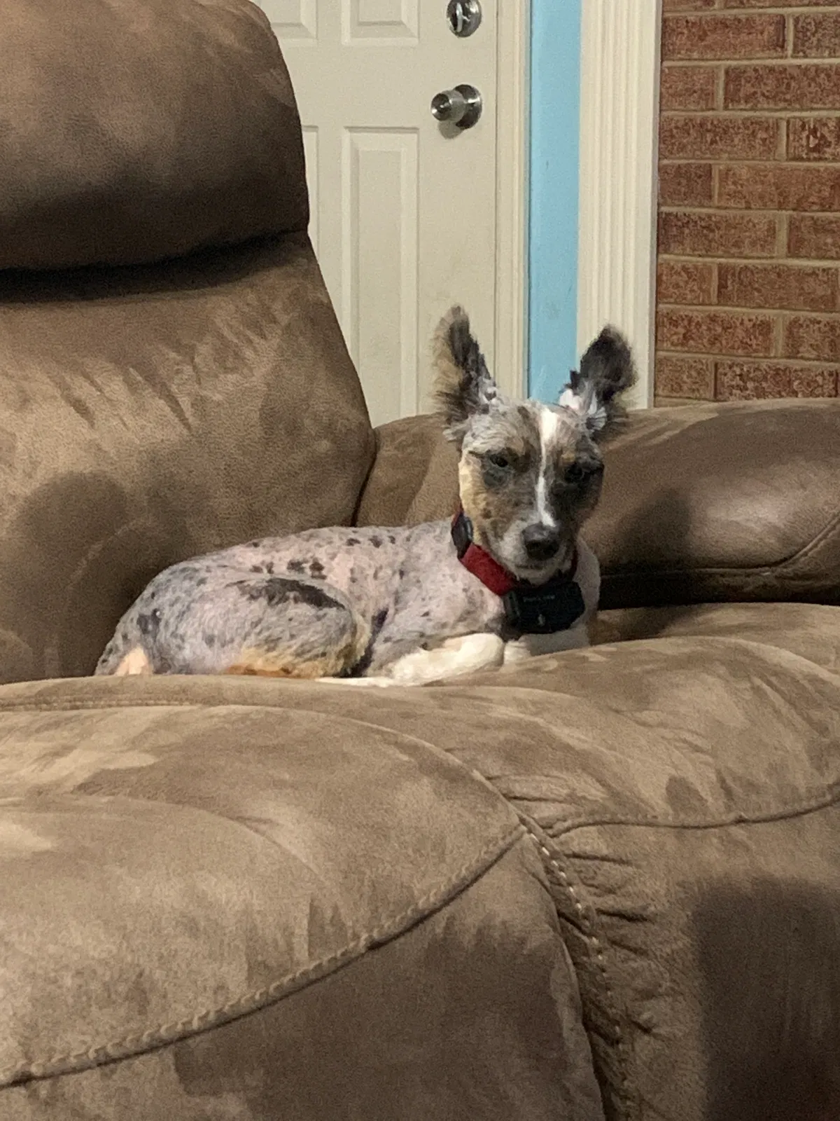 Lost dog in Overbrook, KS, 66524