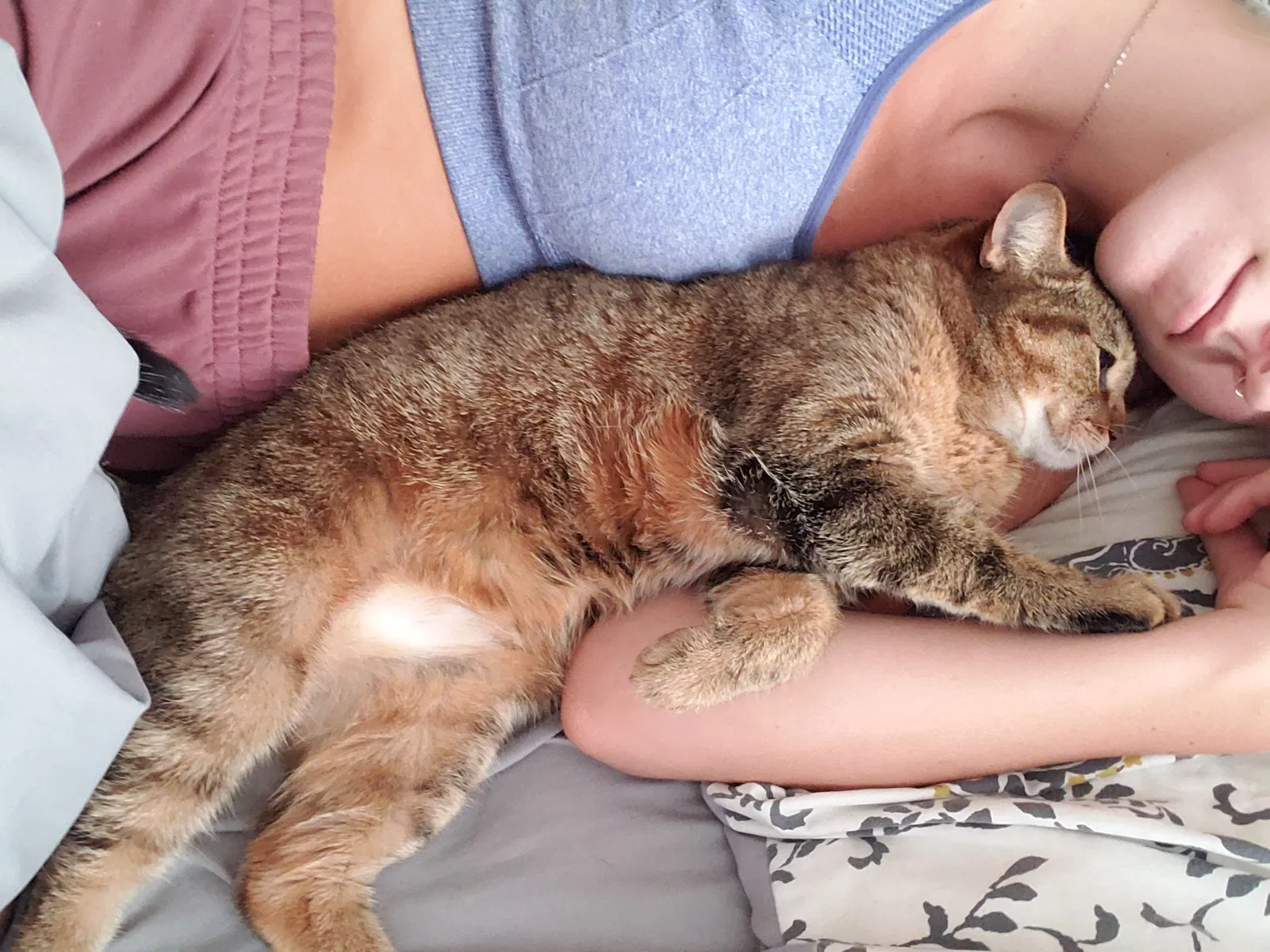 Lost cat in Mesa, AZ, 85215