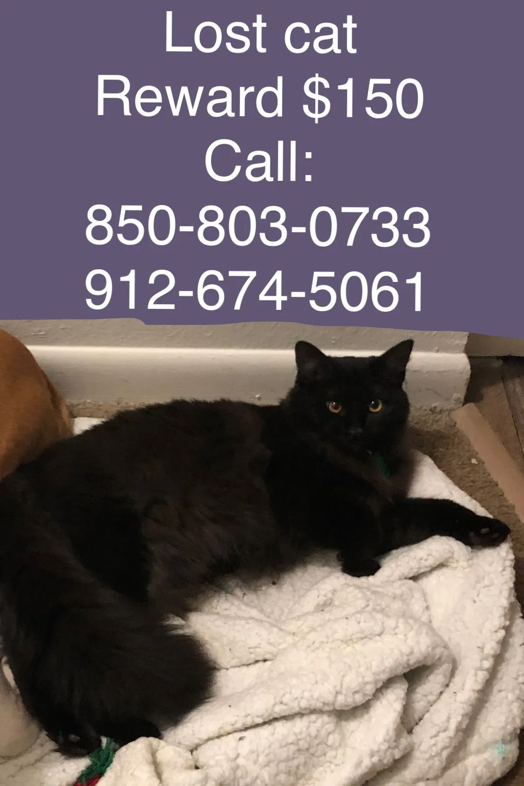 Lost cat in Orlando, FL, 32821