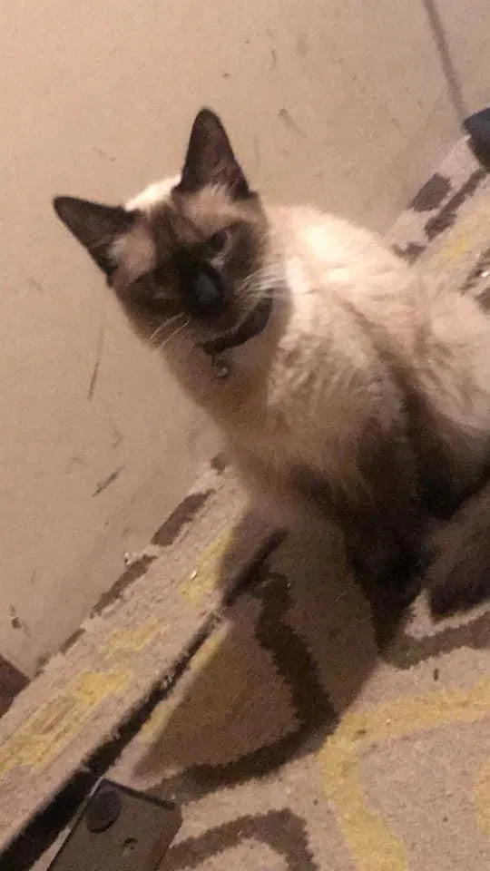 Lost cat in Silver Creek, GA, 30173