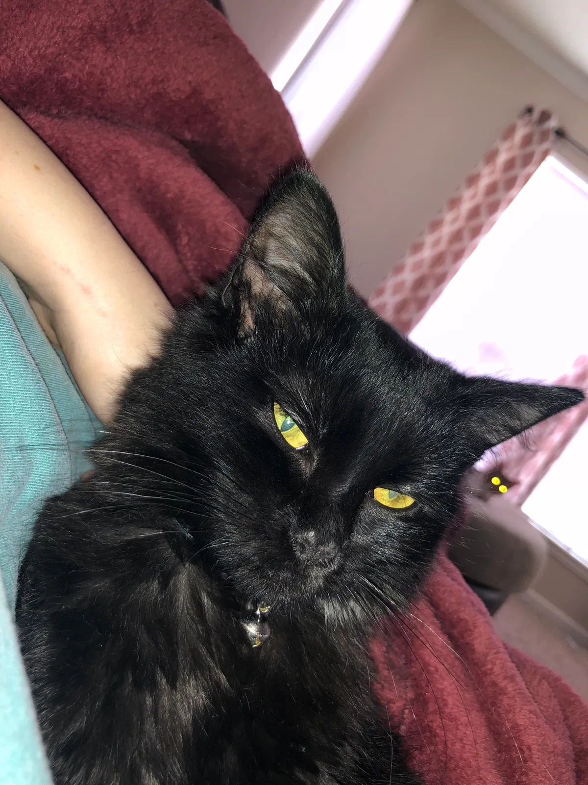 Lost cat in Mobile, AL, 36608