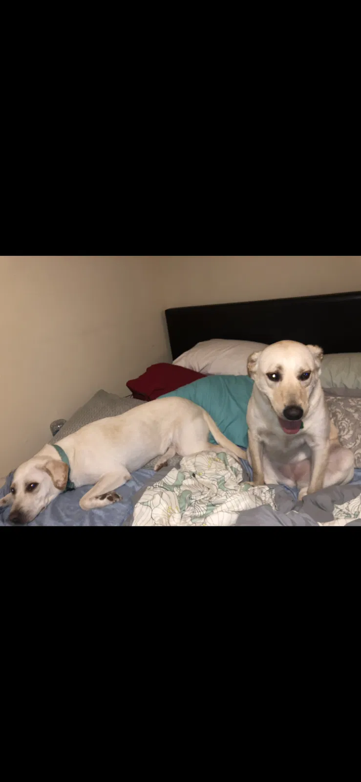 Lost dog in Jackson, MS, 39211