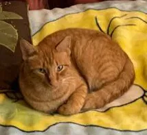 Lost cat in Fort Worth, TX, 76103