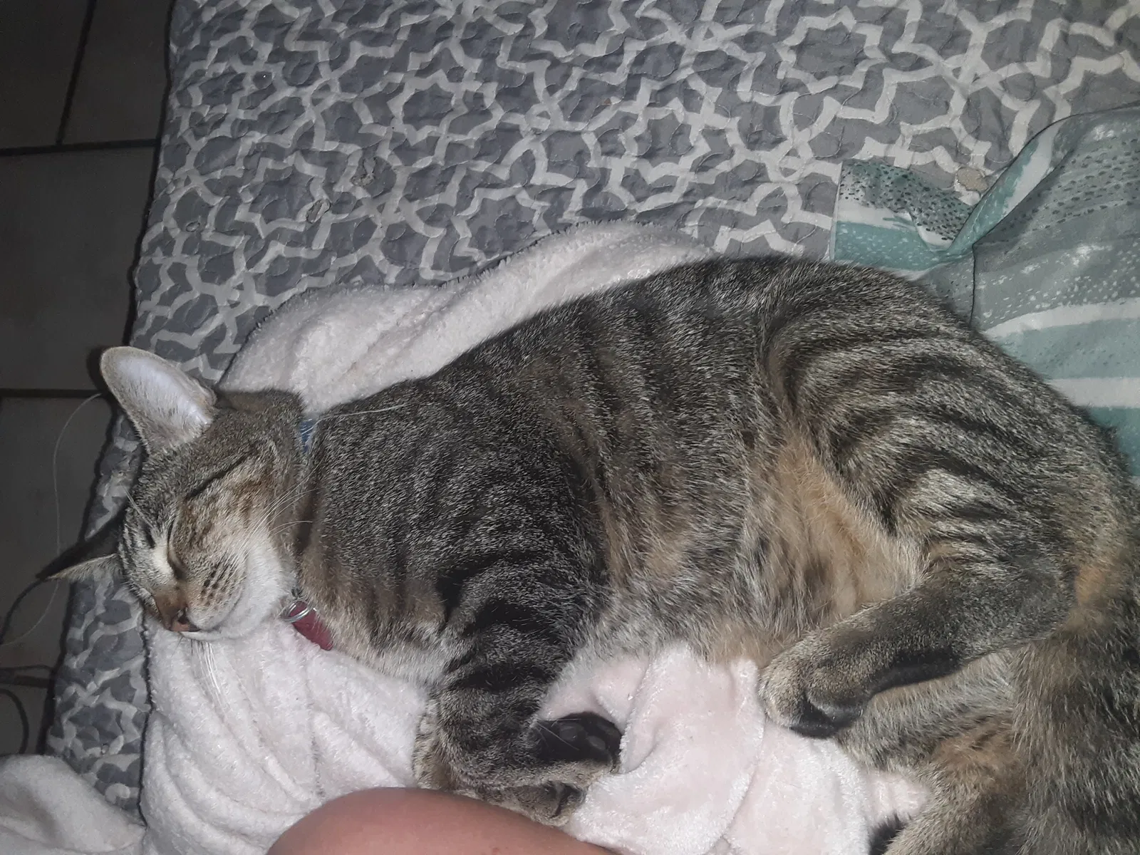 Lost cat in Crystal River, FL, 34428
