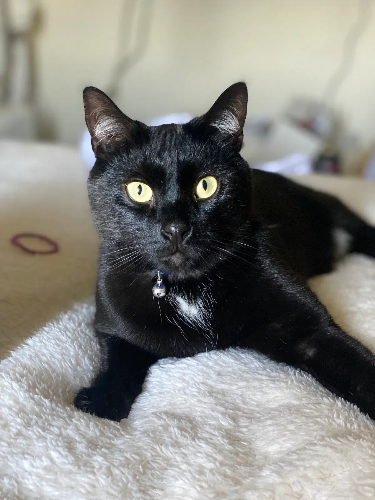 Lost cat in San Diego, CA, 92114