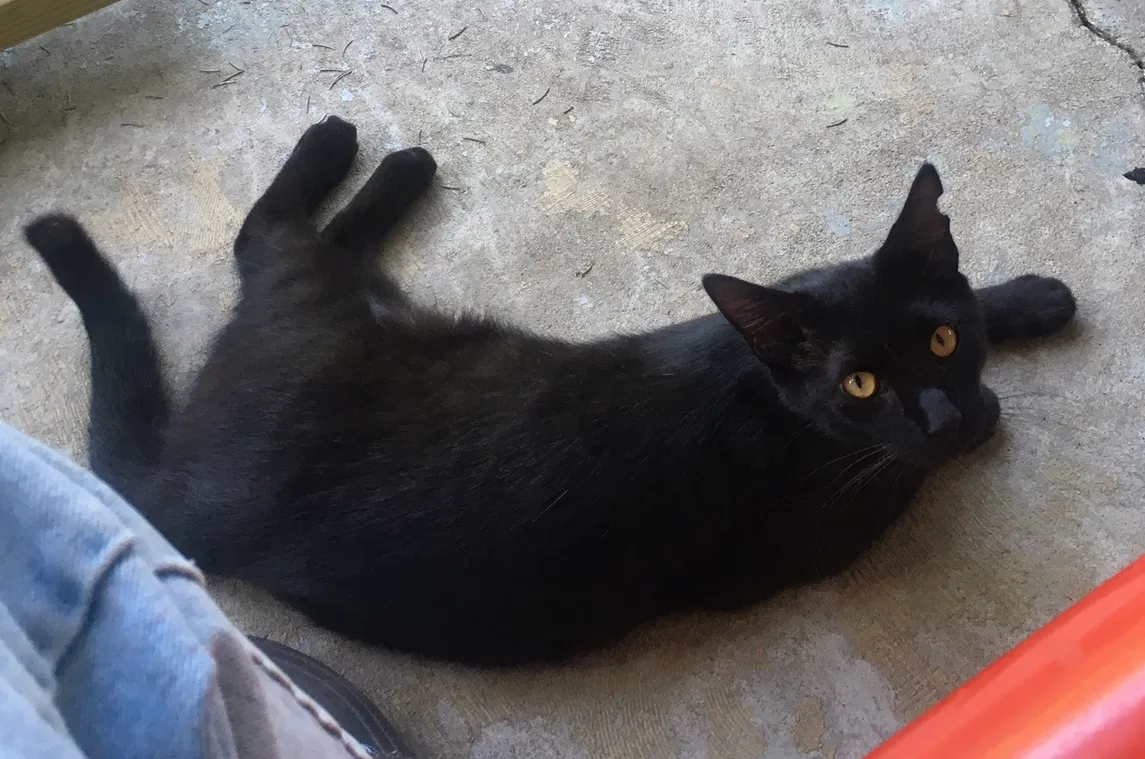 Lost cat in Lancaster, WI, 53813