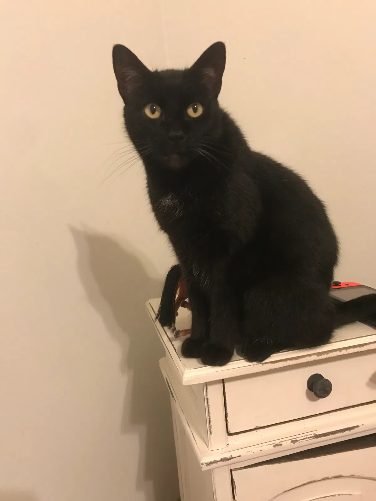 Lost cat in Leesburg, FL, 34748