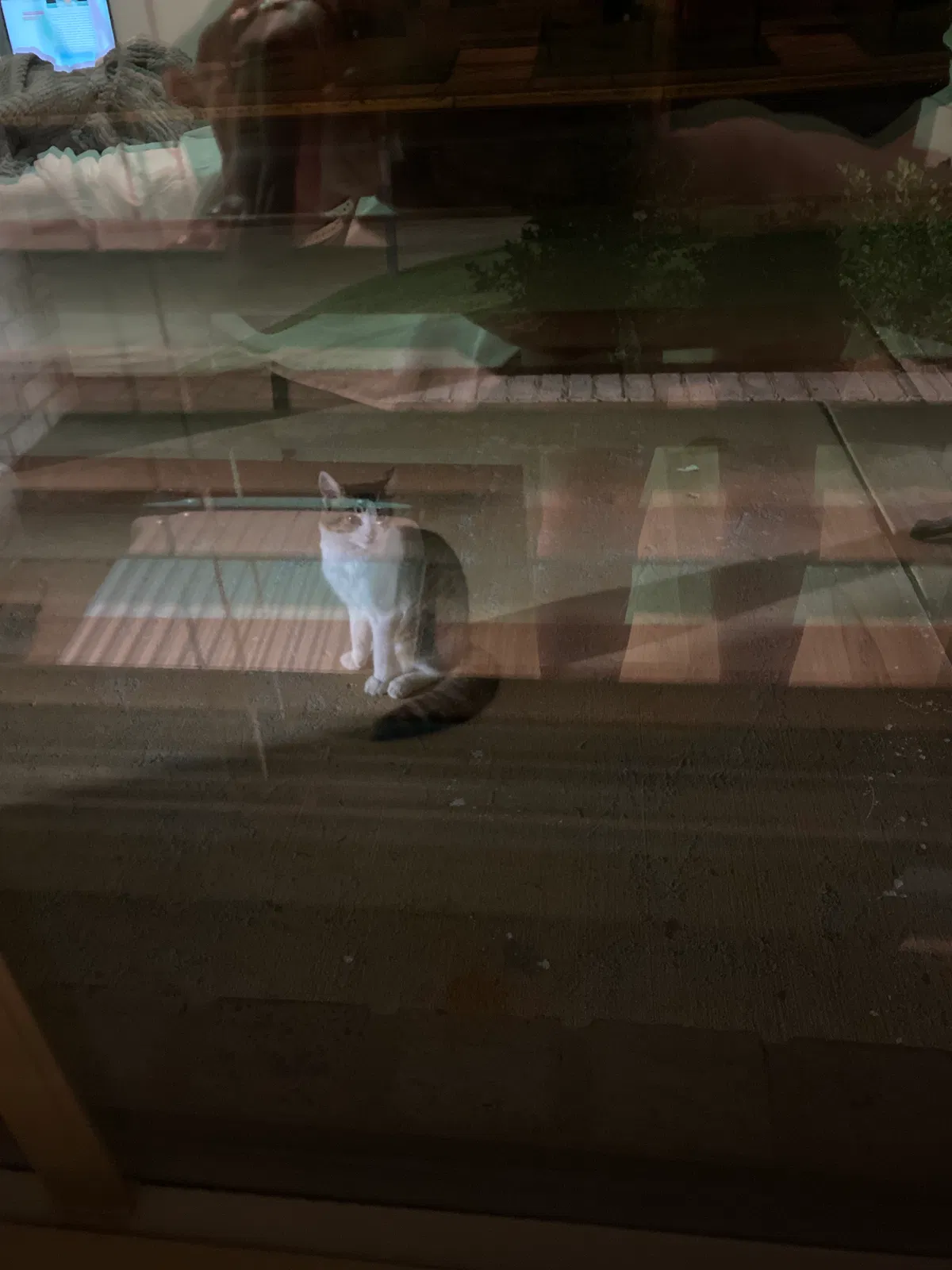Found cat in Tuscaloosa, AL, 35401