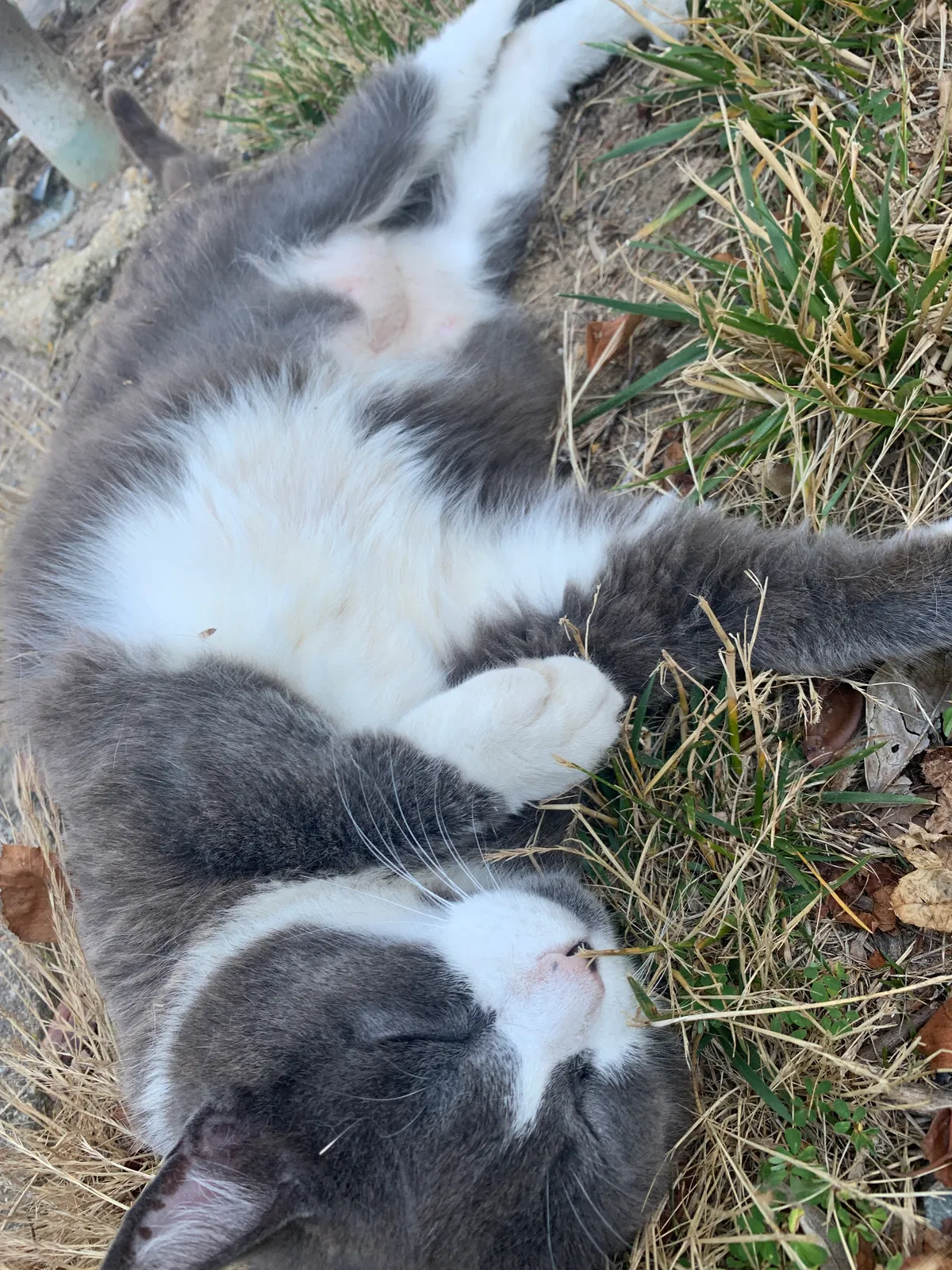 Found cat in Woodbridge, VA, 22192