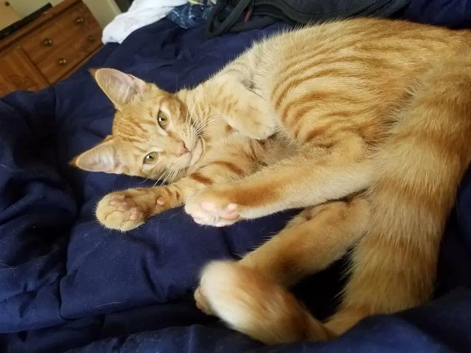 Lost cat in Edgewater, FL, 32141