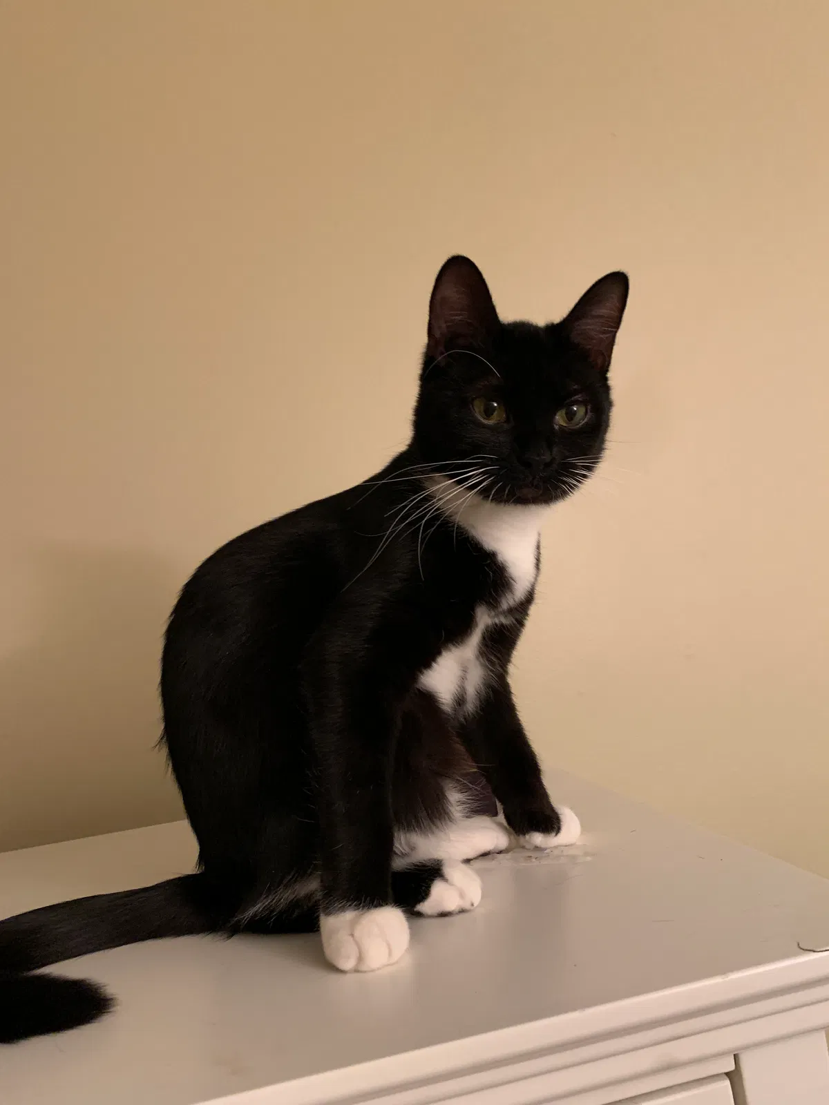 Lost cat in Toledo, OH, 43623