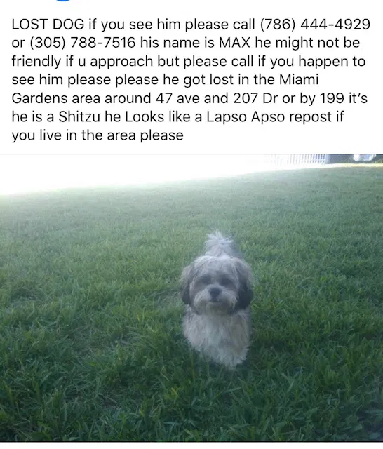 Lost dog in Opa Locka, FL, 33055