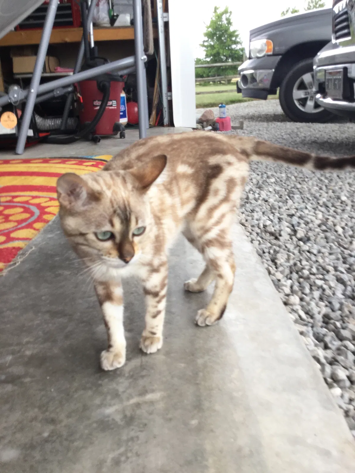 Lost cat in Grand Rapids, OH, 43522