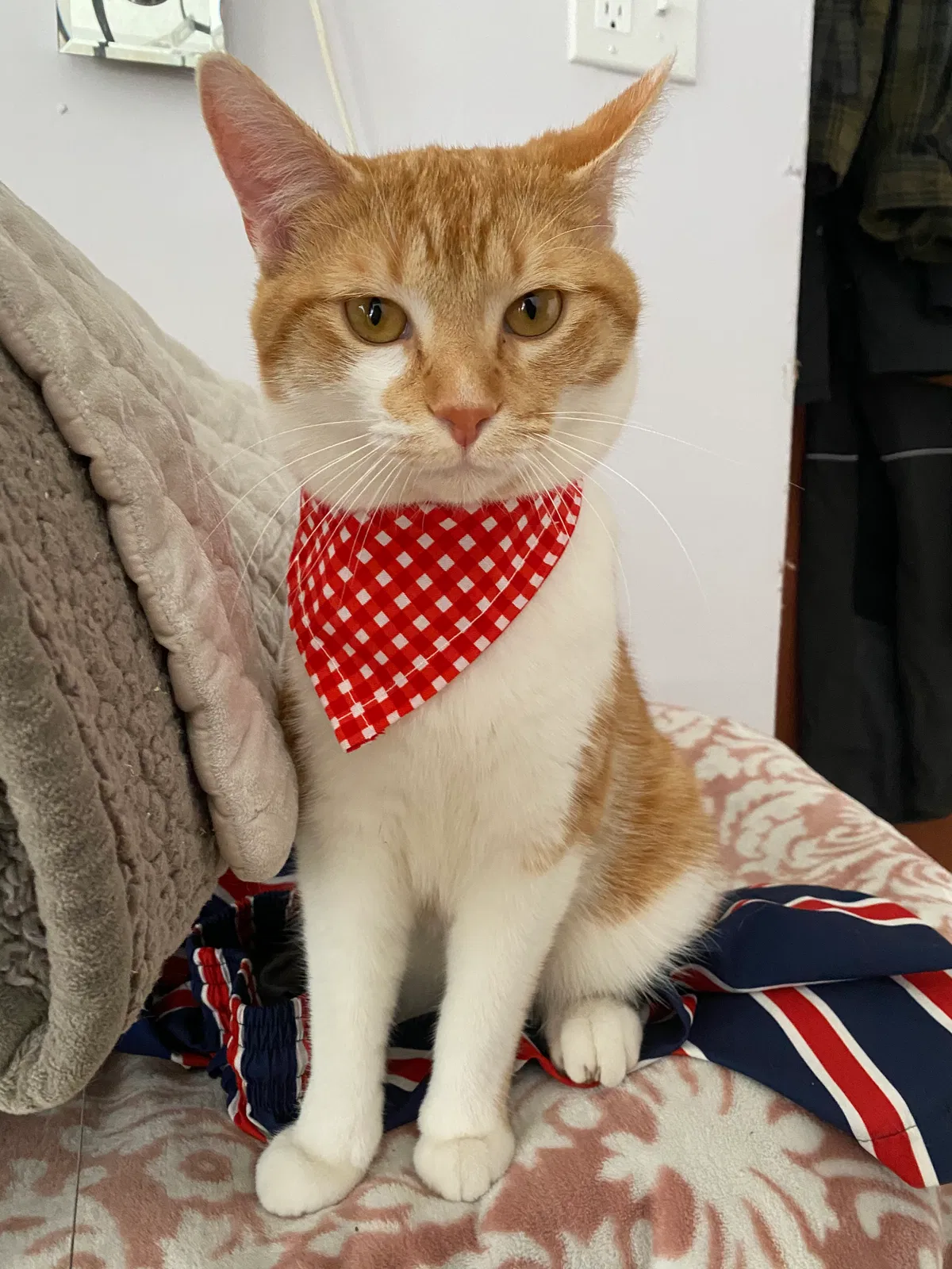 Lost cat in Menasha, WI, 54952