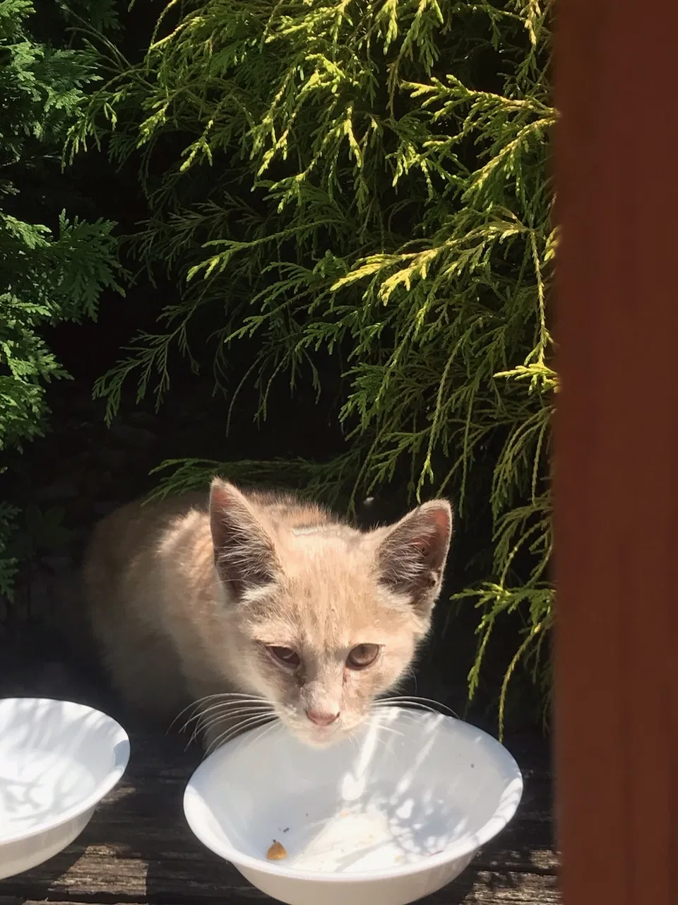 Found cat in Pittsburgh, PA, 15236