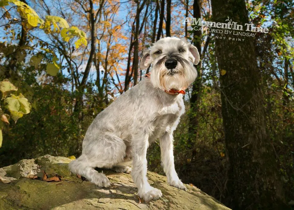 Lost dog in Petersburg, IN, 47567