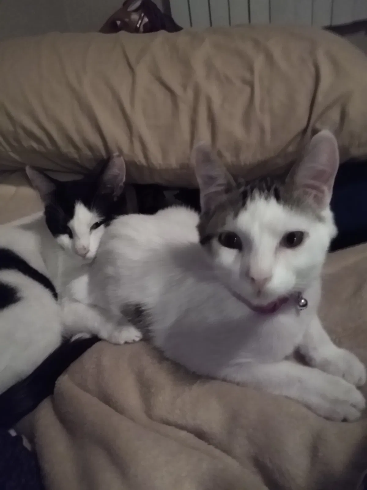Lost cat in Marina, CA, 93933