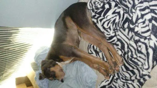 Lost dog in Orlando, FL, 32828