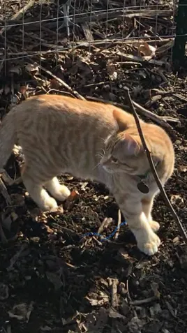 Lost cat in South Bend, IN, 46614