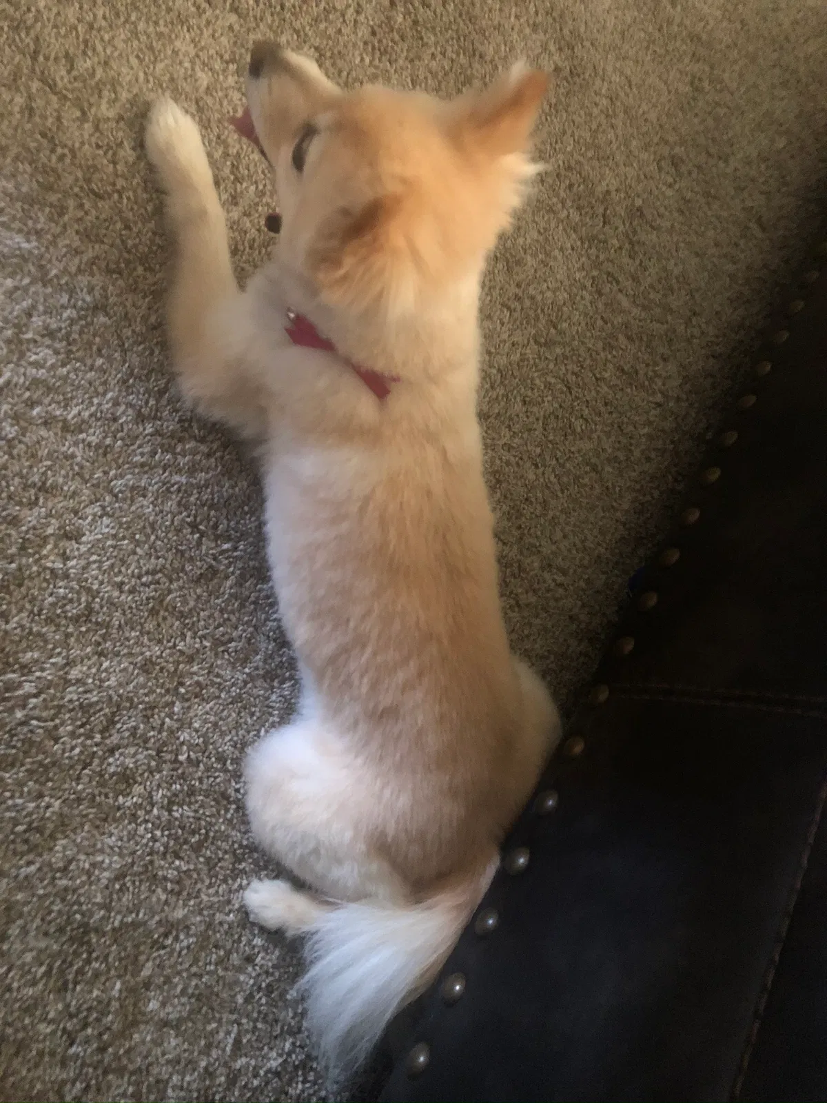 Lost dog in Loveland, CO, 80537