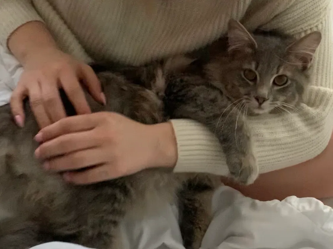 Lost cat in Montgomery Village, MD, 20886