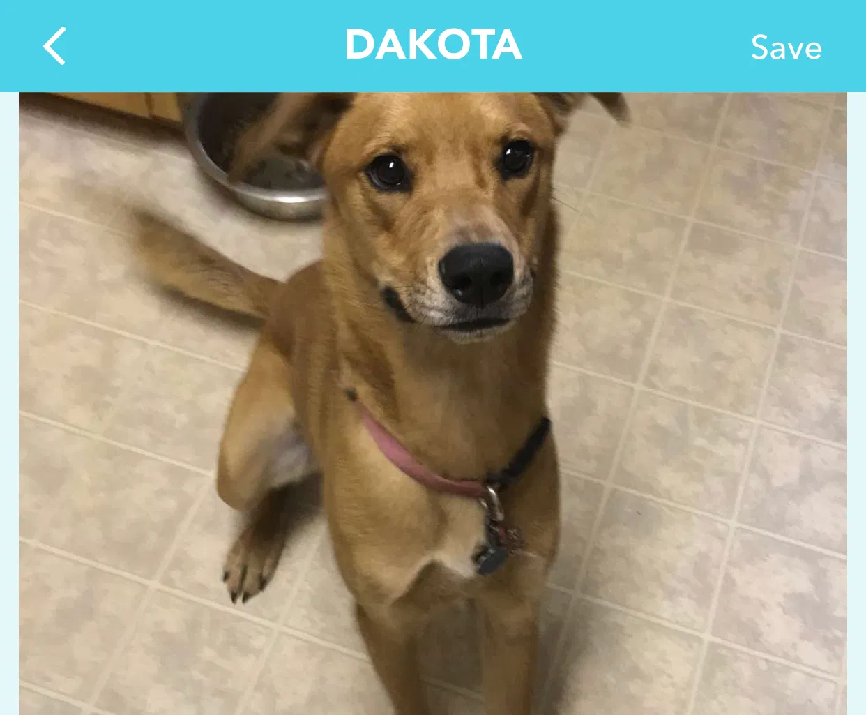 Lost dog in San Angelo, TX, 76901