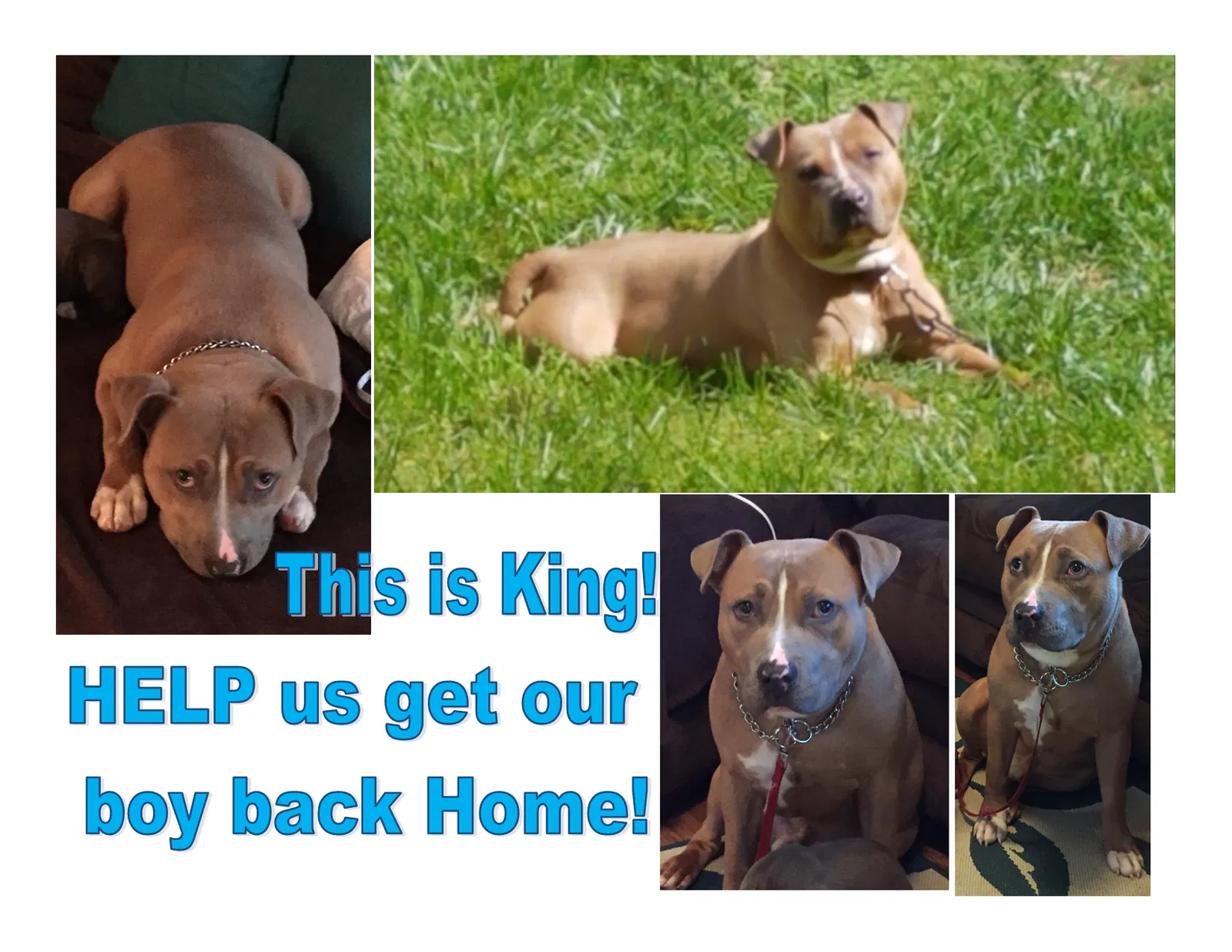 Lost dog in Little Rock, AR, 72209