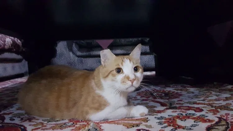 Lost cat in Aberdeen, MD, 21001
