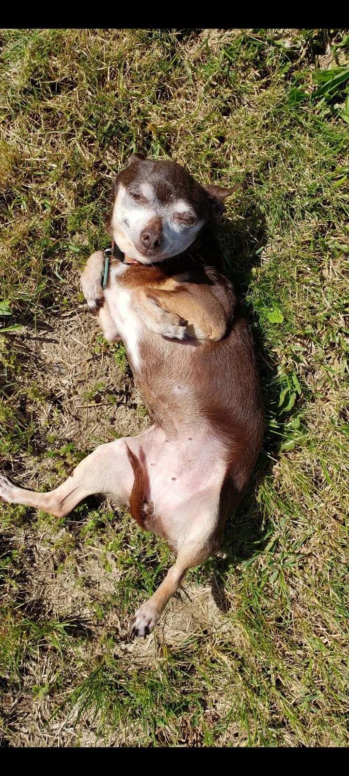 Lost dog in Winston Salem, NC, 27105