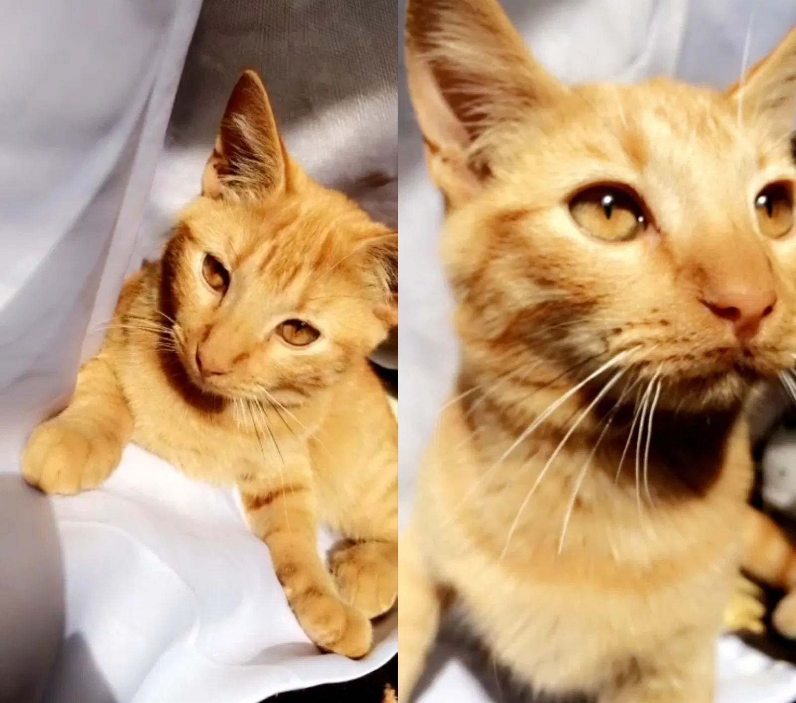 Lost cat in Harlingen, TX, 78550